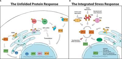 Arthropods Under Pressure: Stress Responses and Immunity at the Pathogen-Vector Interface